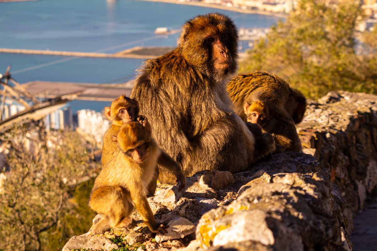 Zwiedzamy Gibraltar